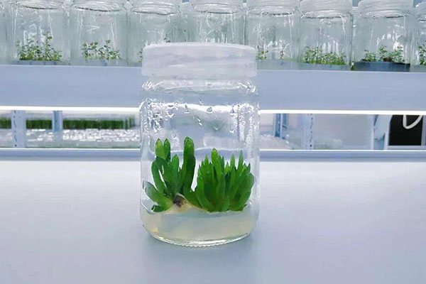 植物黄瓜下载APP最新版官方下载