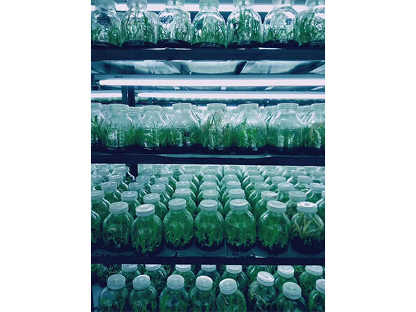 植物黄瓜下载APP最新版官方下载
