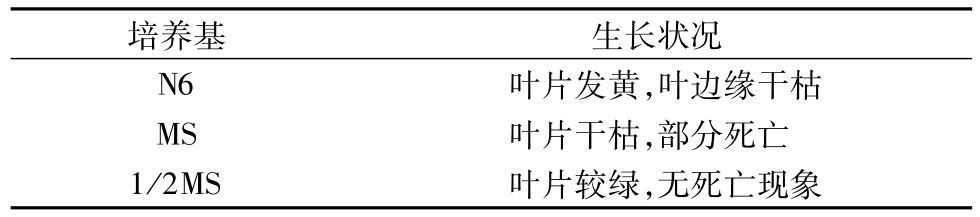 黄瓜下载APP最新版官方下载架