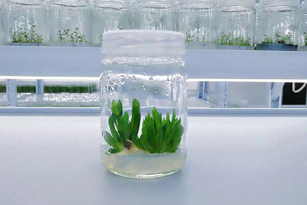 植物黄瓜下载APP最新版官方下载