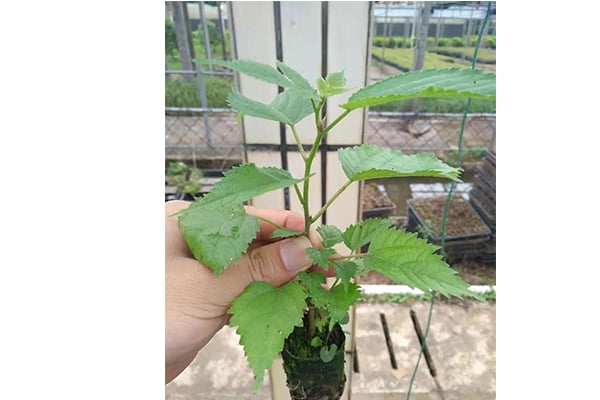 黄瓜下载APP最新版官方下载