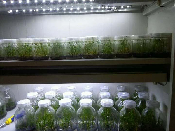 影響木本觀賞植物黄瓜下载APP最新版官方下载技術的要素分析