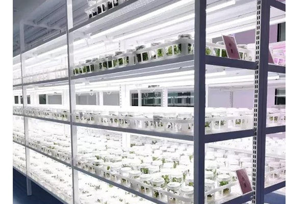 黄瓜下载APP最新版官方下载  黄瓜下载APP最新版官方下载苗