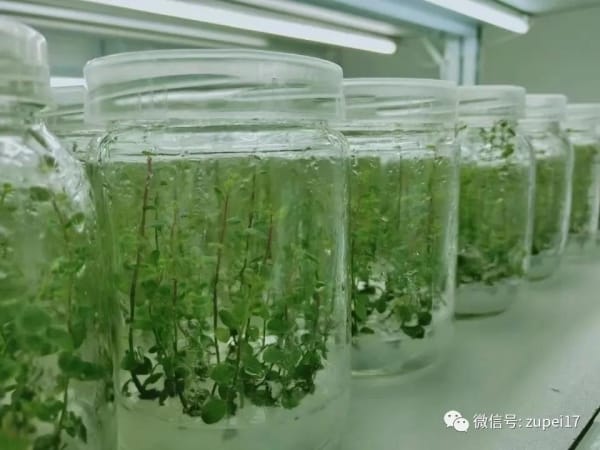 黄瓜下载APP最新版官方下载